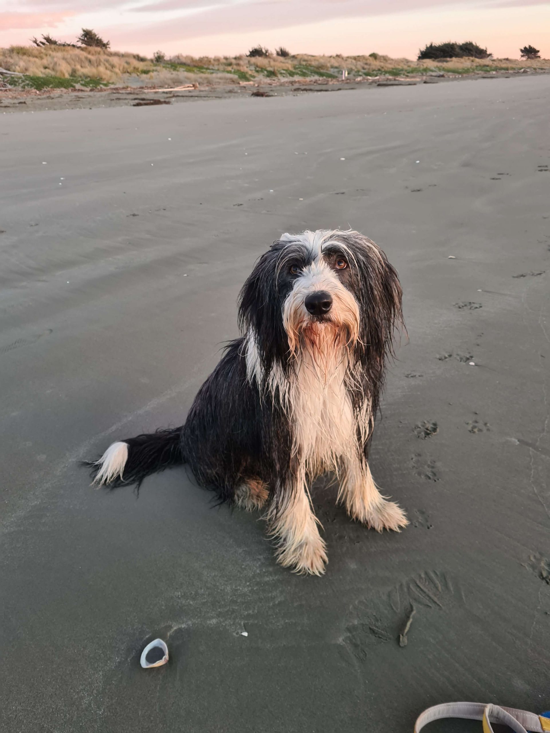 dog on beach