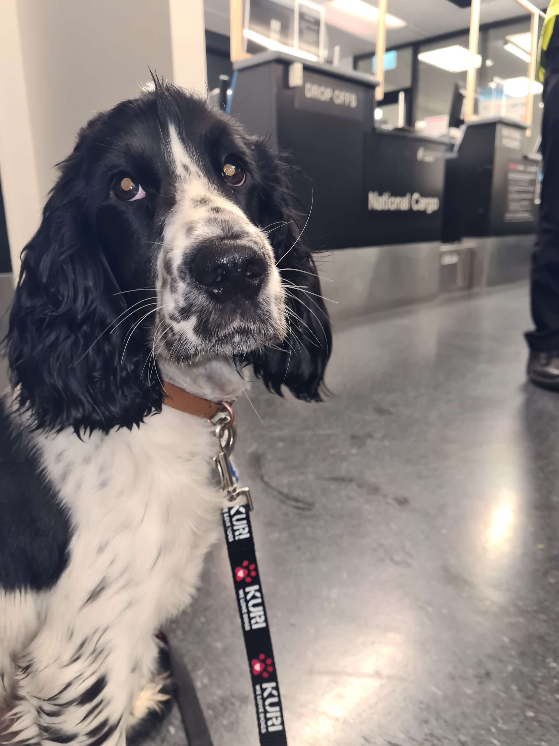 black and white spaniel at airport