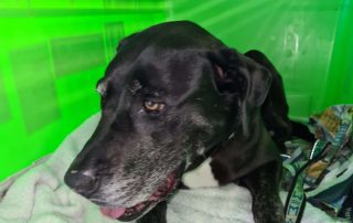 black dog in green crate