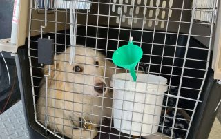 white collie dog in crate