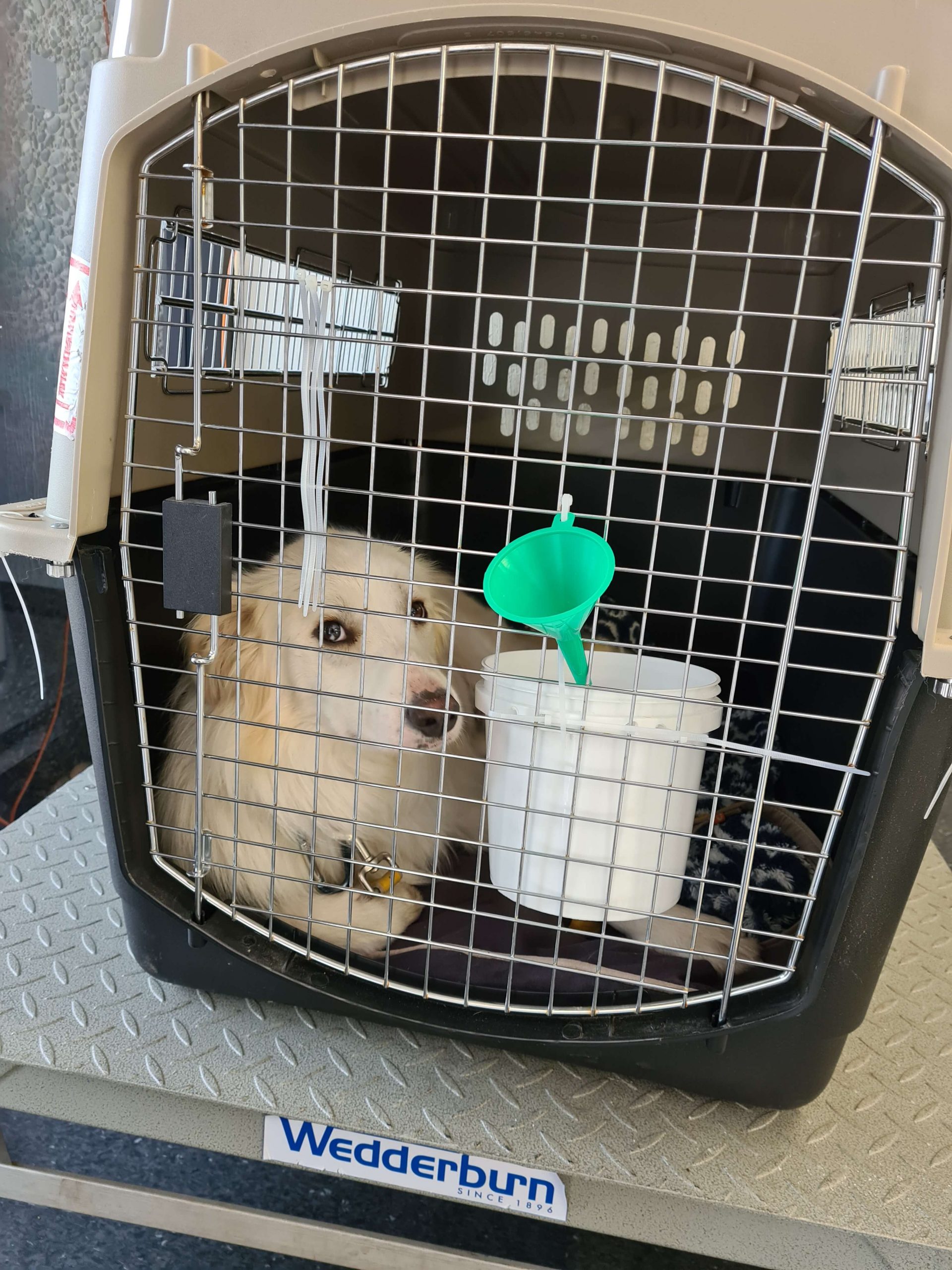 white collie dog in crate