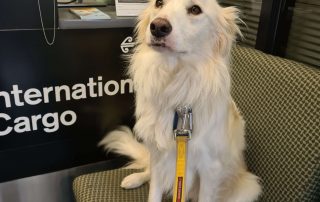 white collie dog on airport chair with yellow lead