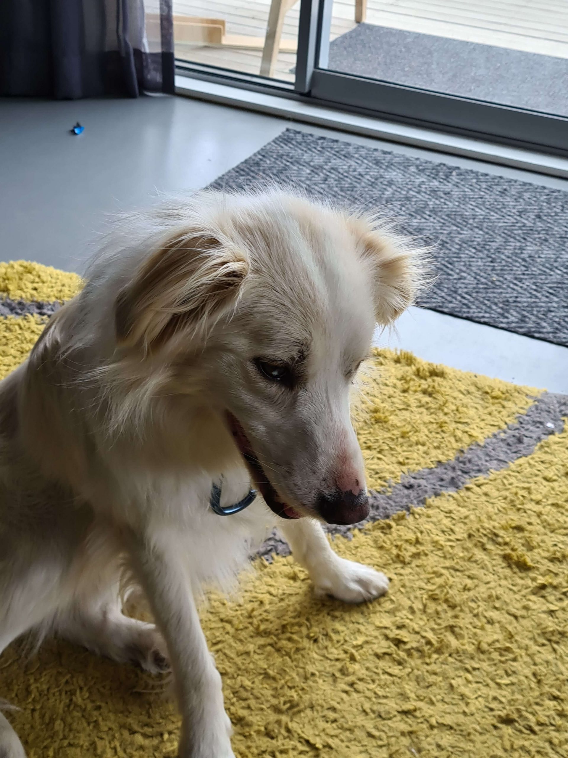 cream coloured dog sitting on a yellow carpet