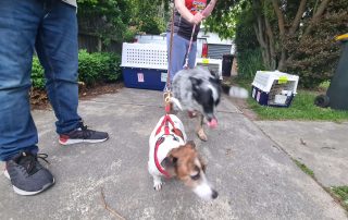 two dogs with leads going for a walk