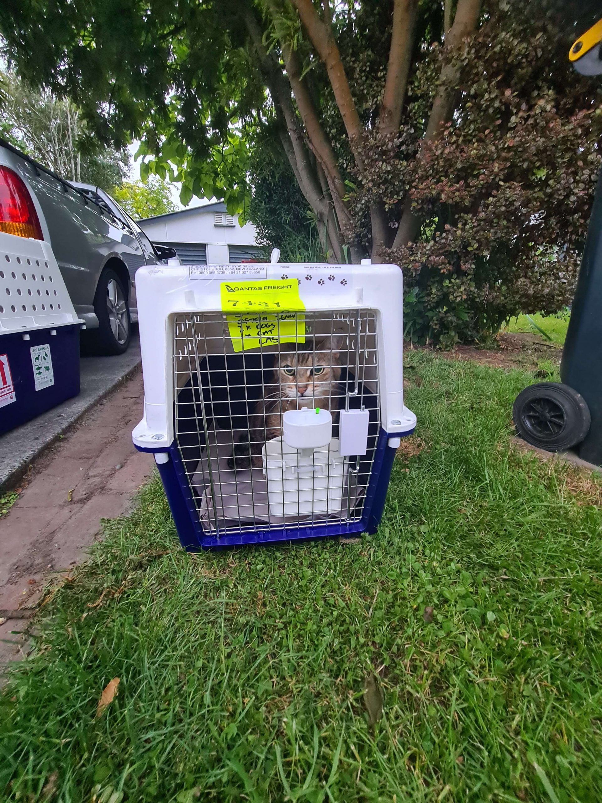 tabby cat in a crate