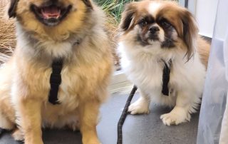 two small brown and white dogs sitting with leads