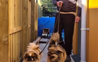 two small dogs on a leash with a male walking them