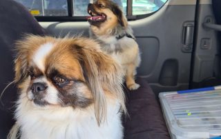 two small dogs in back seat of car