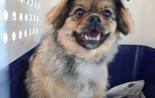 small brown dog in crate