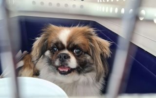 small brown and white dog in crate