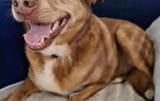 small brown dog in crate