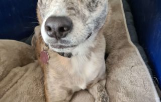 small grey dog in crate